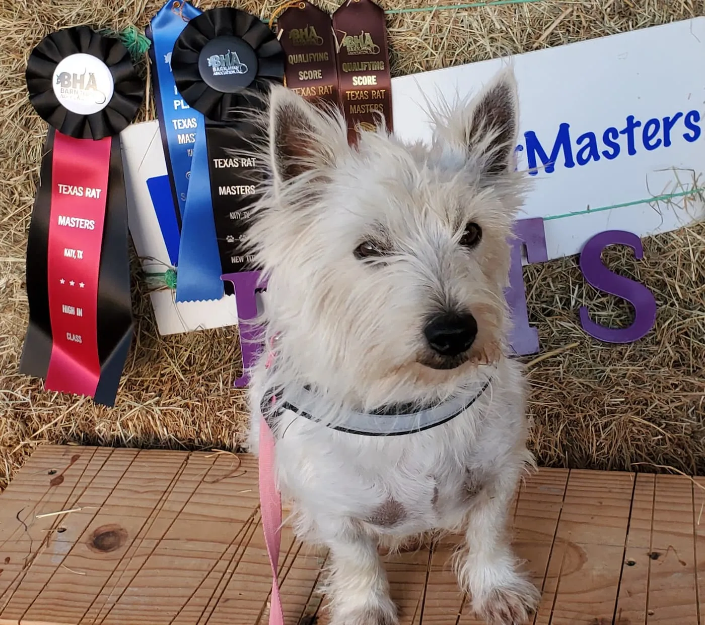 Westie with barn hunt ribbons from KJ's Westie Champs in Texas