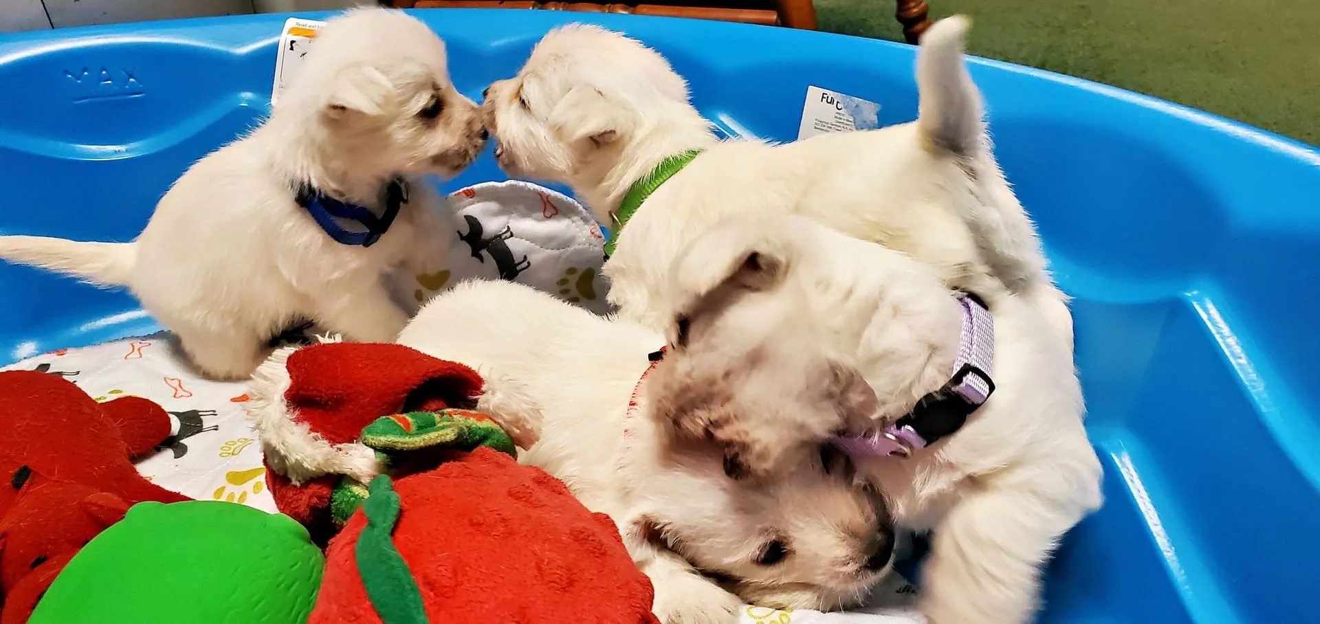 Westie puppies from KJ's Westie Champs playing together