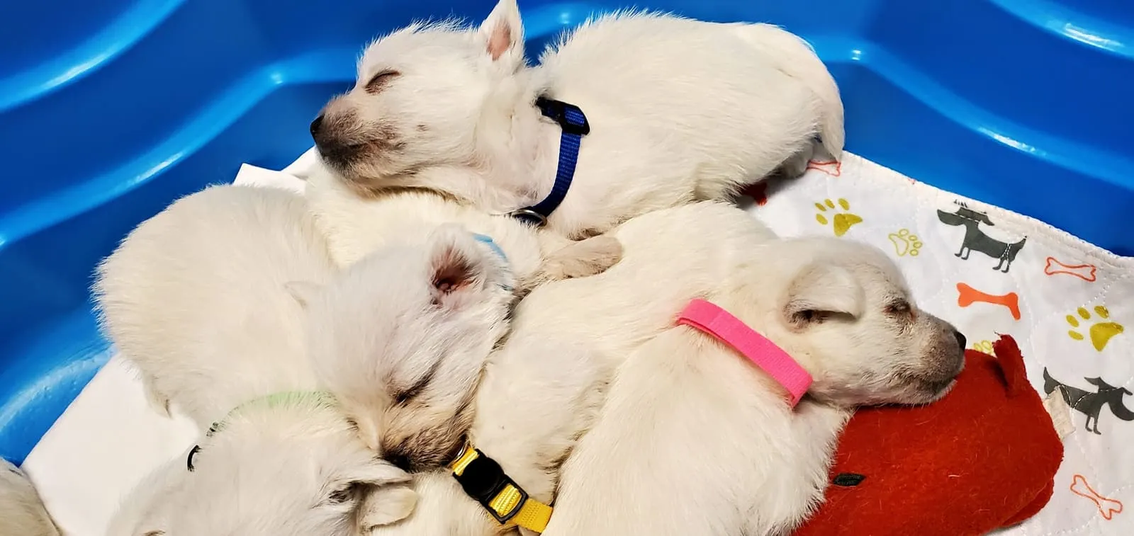 Litter of Westie puppies asleep together in a cozy pile