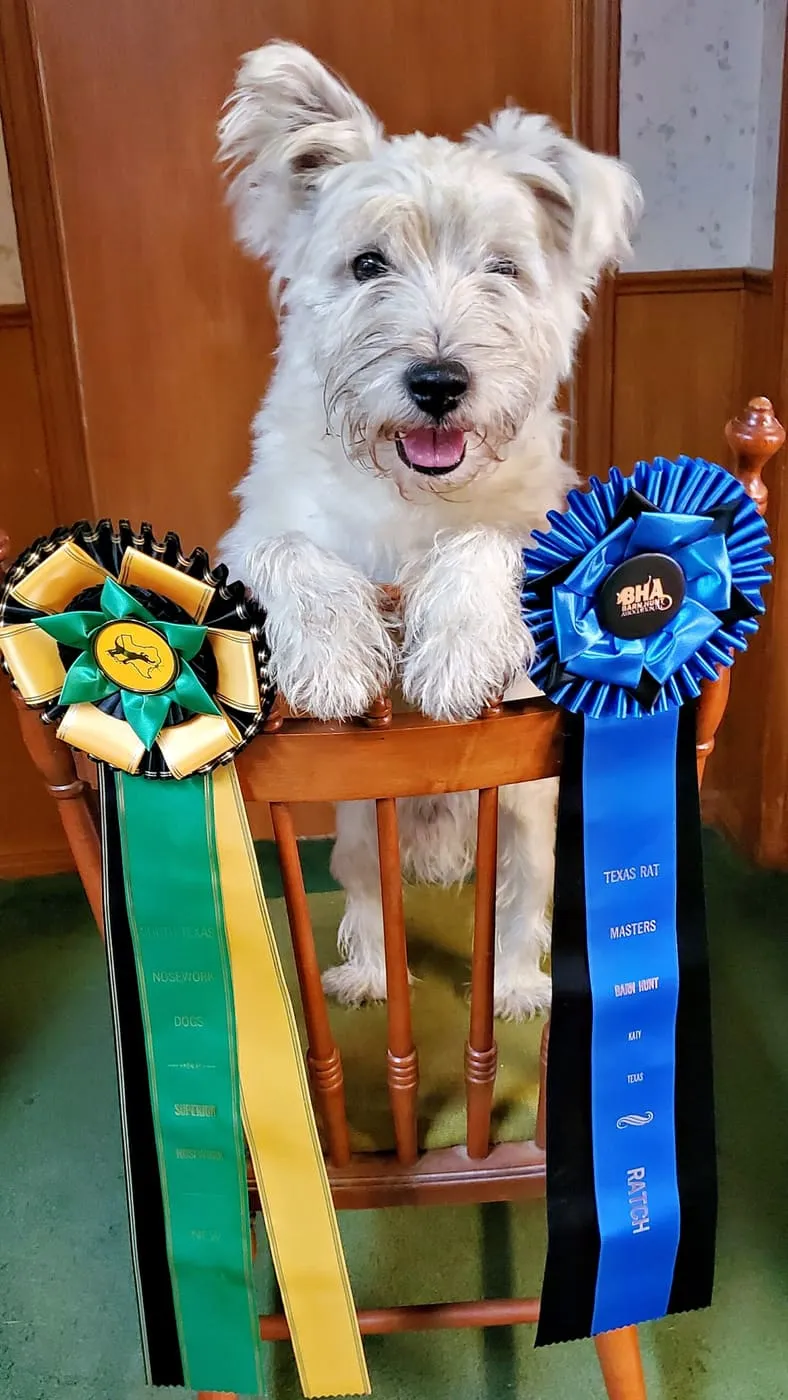 Westie with barn hunt and nosework ribbons
