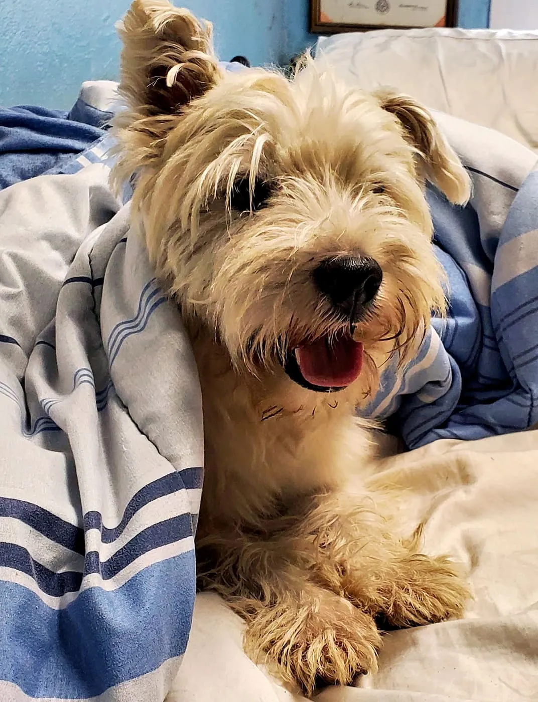 West Highland White Terrier from KJ's Westie Champs at home
