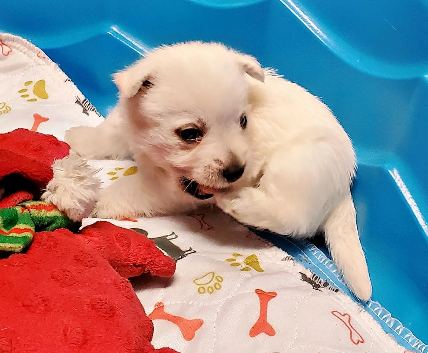 Westie puppy nibbling a paw on patterned bedding