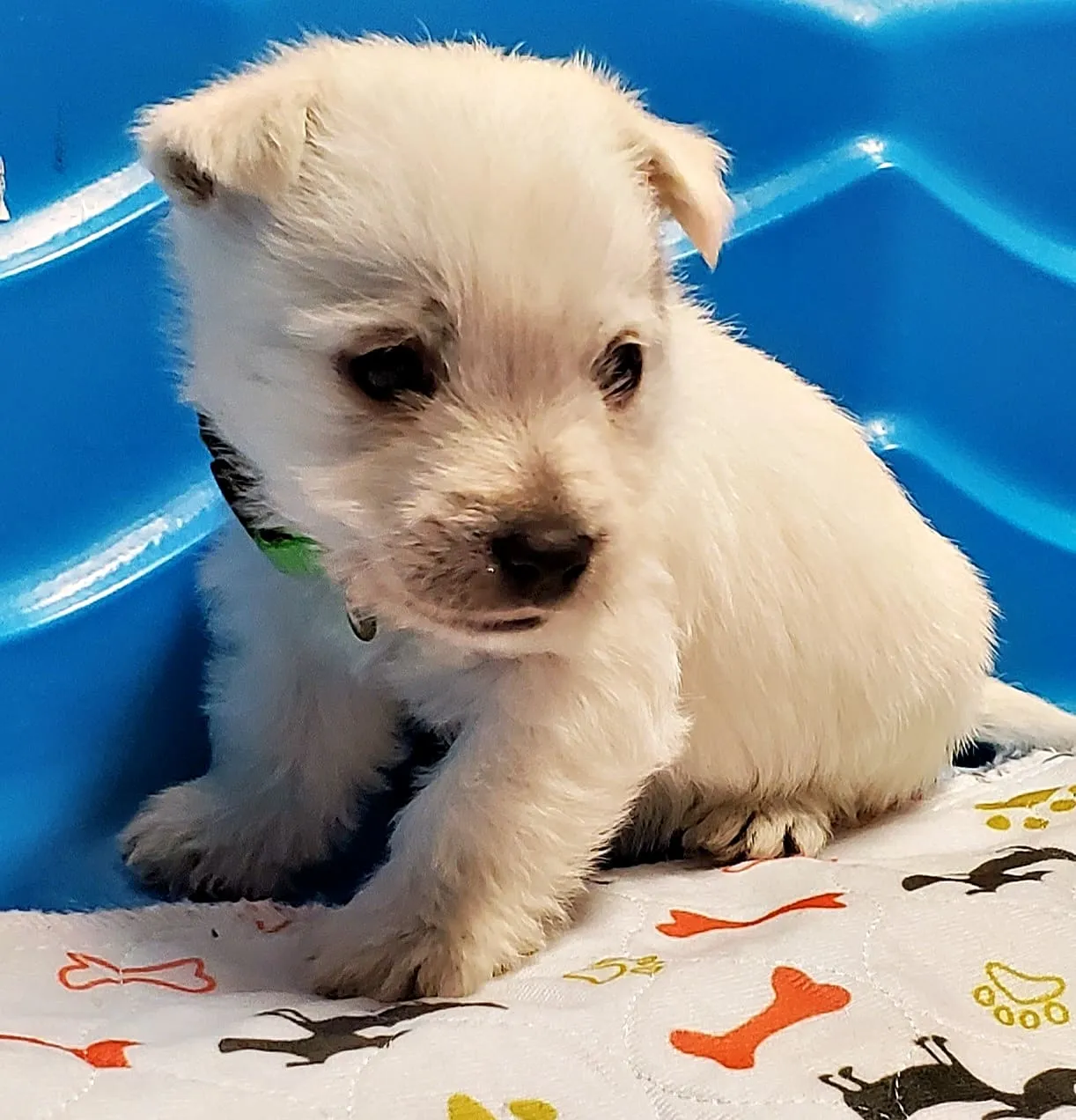 Young Westie puppy in a green collar looking thoughtfully aside